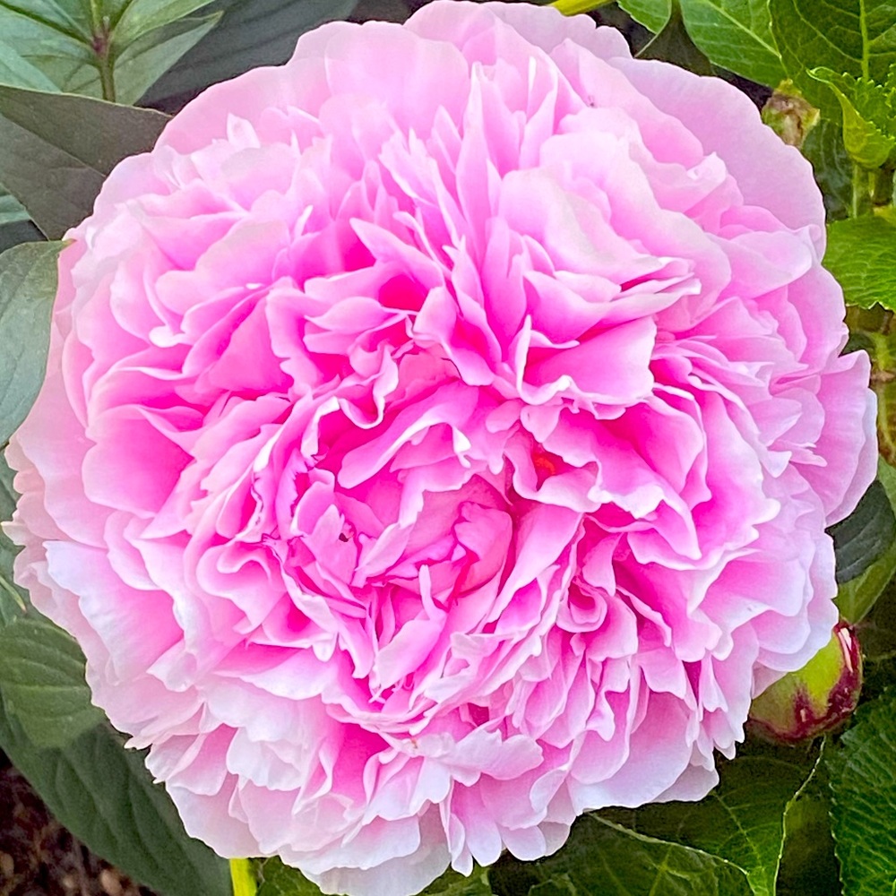 Meet your Posher, Mary